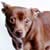 Cats and Dogs Used for Testing